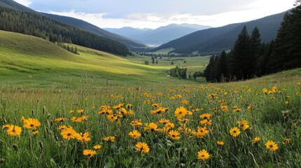 Fototapeta premium A beautiful scenic mountain valley filled with wildflowers and grass