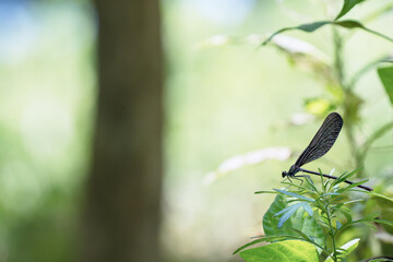 ハグロトンボ © 豊 井上