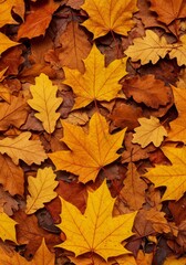Fototapeta premium Autumn Photo Featuring Yellow Maple Leaves Fall Background Seasonal