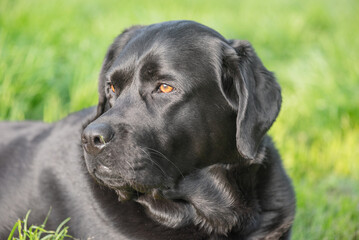 A black Labrador Retriever dog is lying on green grass.