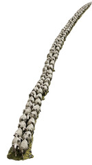Sheep line formation