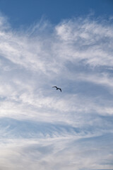 seagull in the blue sky