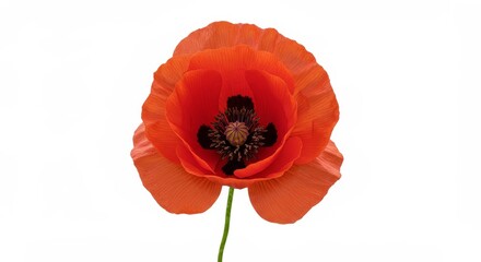 Obraz premium Illustration of Red Poppy Flower Isolated on White Pixelated Texture