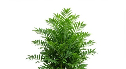 Isolated Green Fern Foliage Detailed Leaf Plant on White Background