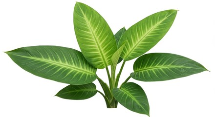 Isolated Green Leafy Dieffenbachia Plant Foliage on White Background