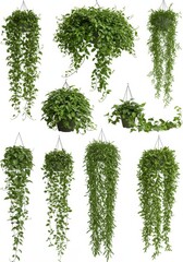 Isolated Hanging Potted Plants Lush Green Foliage Nature Decoration Element