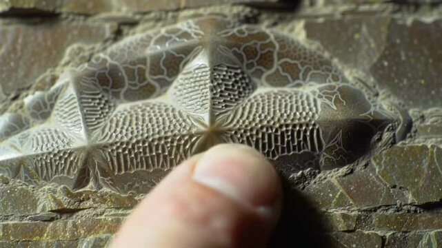 Detailed close-up view of a fossil imprint, showing intricate patterns and textures