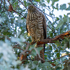 Goshawk