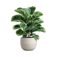 Potted plant isolated on white background