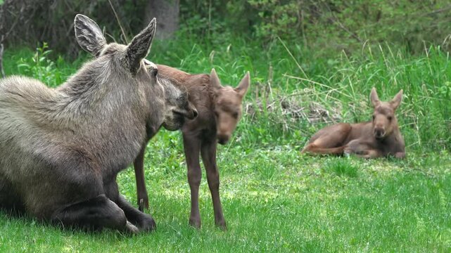 Moose with twin calves. 