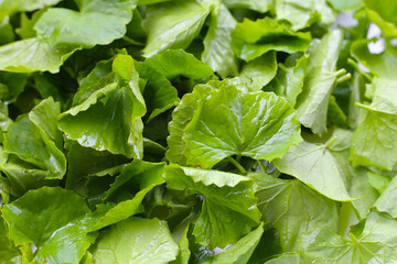 Gotu kola plant, Fresh green leaves of herb