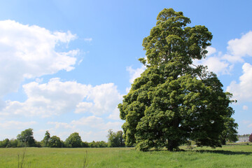 Single large tree in a field at the Battle of the Boyne site in County Meath, Ireland