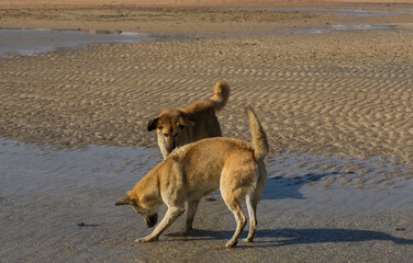 Red wild dogs on the shore of the red sea. A sexually mature pair of animals, a male and a female. The animal catches fish at low tide. The hunting skills of a predator.