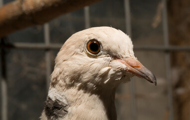 The African collared dove (Streptopelia roseogrisea). Keeping in captivity. A pet.