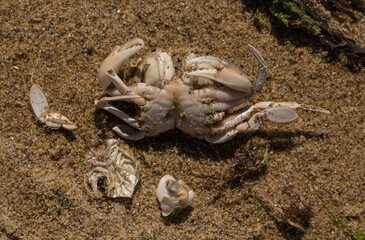 Liocarcinus depurator (Portunus plicatus), sometimes called the harbour crab, or sandy swimming crab. The fauna of the Black Sea. Dead animals.