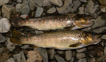 The Black Sea salmon. Salmo trutta labrax. Fishing in the mountain streams of Bulgaria. Two fish on the ground.