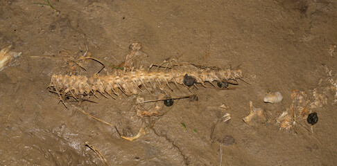 Environmental disaster. Dead fish. The shoreline of the lake. Death of animals.