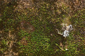 A detailed close-up of a weathered, rough surface covered with vibrant green and yellowish-green moss and lichen, creating a rich natural texture.

