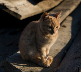 A little red kitten is sitting on the boards. Association with loneliness.