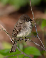Eastern Phoebe