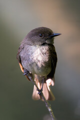 Eastern Phoebe
