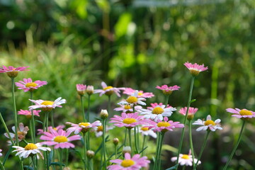 庭に咲くマーガレット