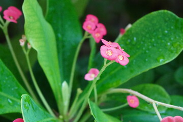 Obraz premium pink flower with water drops