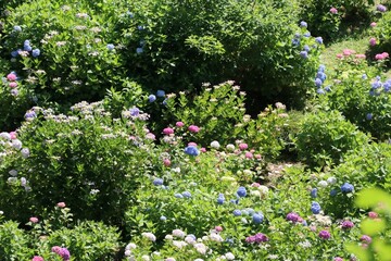 服部農園あじさい屋敷（千葉県茂原市）。約18,000㎡の山の斜面に250品種・10,000株以上の色とりどりの紫陽花が咲き乱れる。