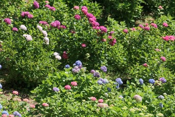 服部農園あじさい屋敷（千葉県茂原市）。約18,000㎡の山の斜面に250品種・10,000株以上の色とりどりの紫陽花が咲き乱れる。