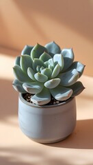 Potted cactus and aloe vera plant in a green garden setting