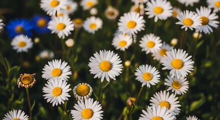 Vibrant Wildflower Meadow: Daisies in Bloom