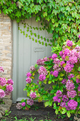 Fototapeta premium Cotswolds cottage door framed by ivy and vibrant pink hydrangeas.