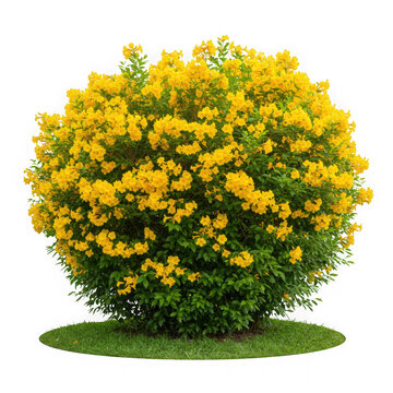 Illustration of Yellow tecoma stans bush with flowers isolated on transparent background