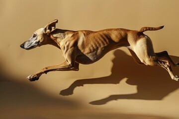 Obraz premium A Greyhound racing against his shadow.