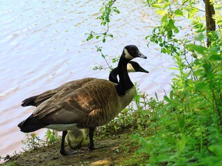 カナダガンの親子