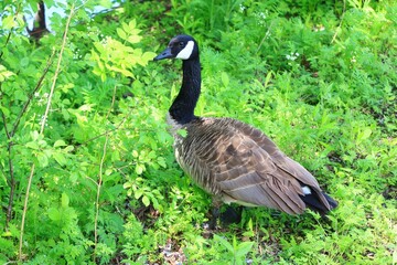 Canada goose（カナダ雁）