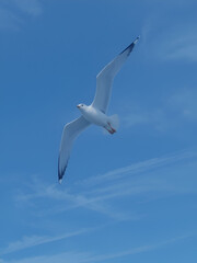 Obraz premium seagull flies against the blue sky