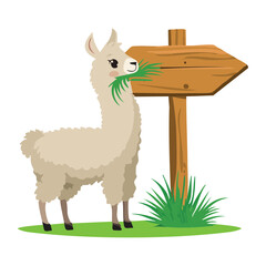 Llama Eating Grass by Wooden Signpost