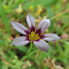 日本でニワゼキショウが白と紫の花を咲かせています