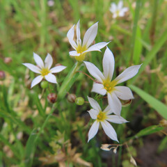 日本でニワゼキショウが白と紫の花を咲かせています