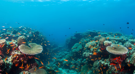 Vibrant Underwater Coral Reef Scene: A Stunning Ocean View