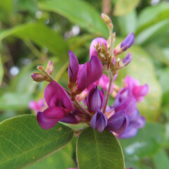 日本でミヤギノハギが紫色の花を咲かせています