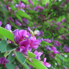 Obraz premium 日本でミヤギノハギが紫色の花を咲かせています