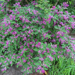 日本でミヤギノハギが紫色の花を咲かせています