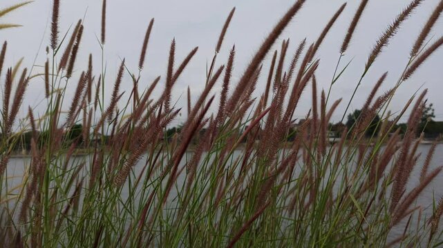 pennisetum pedicellatum