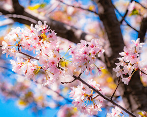 Cherry Blossoms 