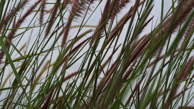 pennisetum pedicellatum