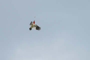 Red-headed woodpecker in flight with an insect in its beak.