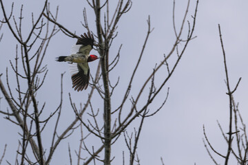 Red-headed woodpecker in flight with an insect in its beak.