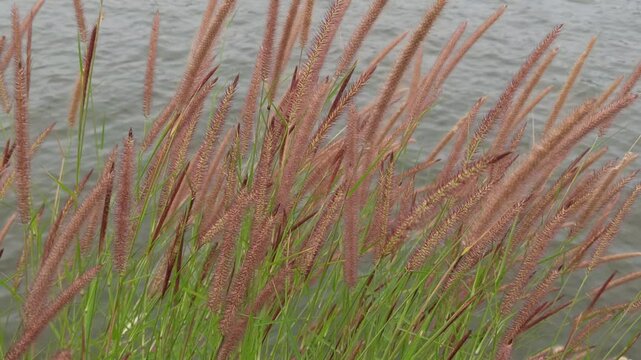 pennisetum pedicellatum